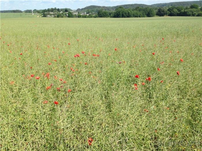 Волгоград - Беларусь - Волгоград