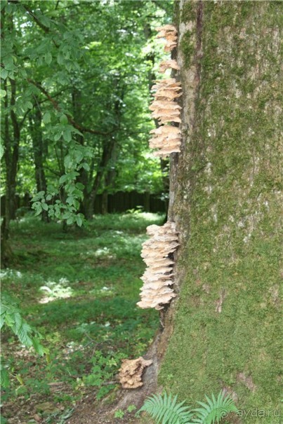 Волгоград - Беларусь - Волгоград