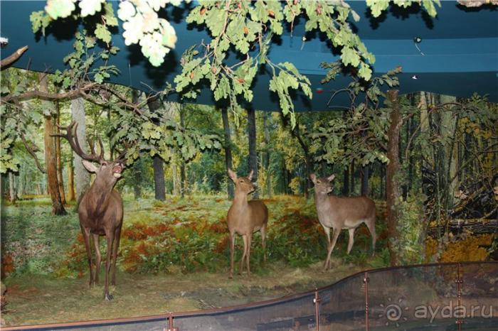 Волгоград - Беларусь - Волгоград