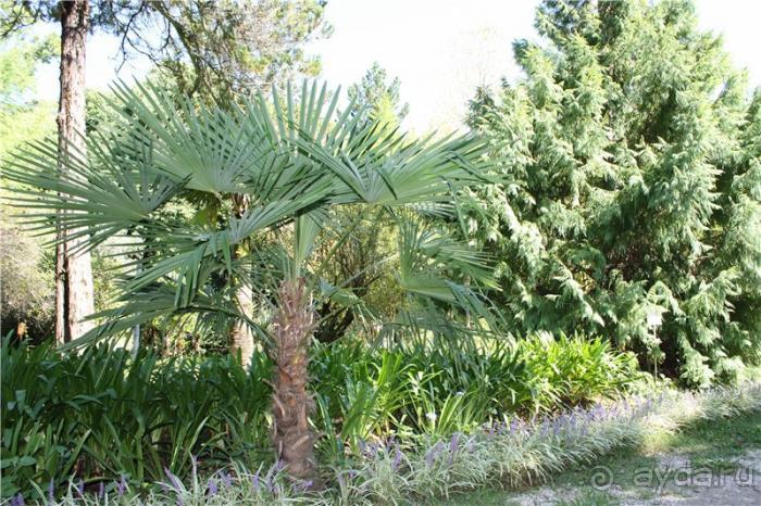 Волгоград - АБХАЗИЯ - Волгоград