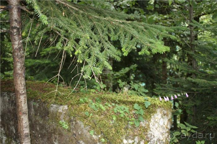 Волгоград - АБХАЗИЯ - Волгоград