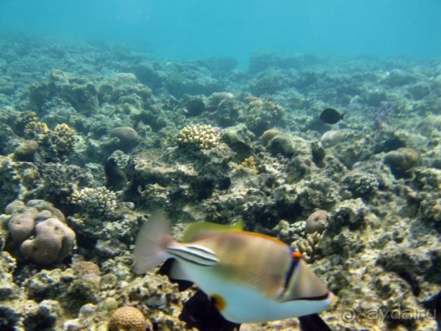 Коралловый риф Iberotel Palace