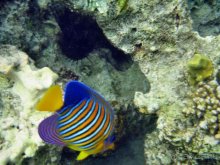 Коралловый риф Iberotel Palace