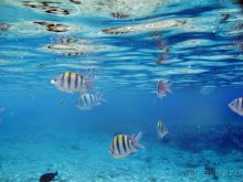 фото Iberotel Palace