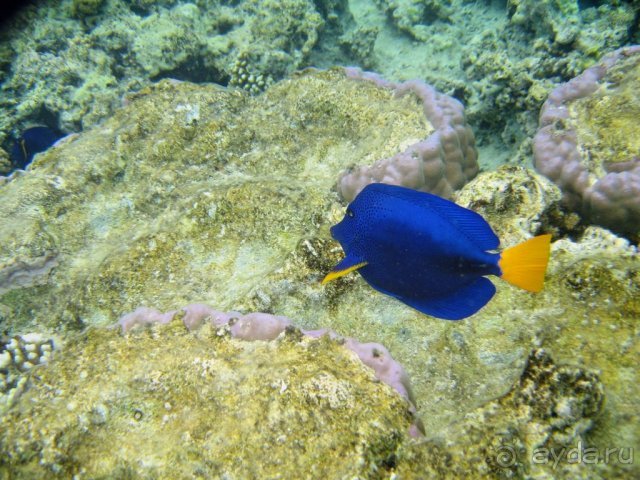 Коралловый риф Iberotel Palace