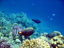 Коралловый риф Iberotel Palace