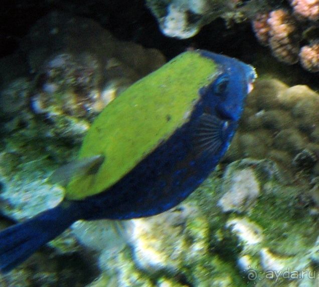 фото Hotel Pure Salt Garonda