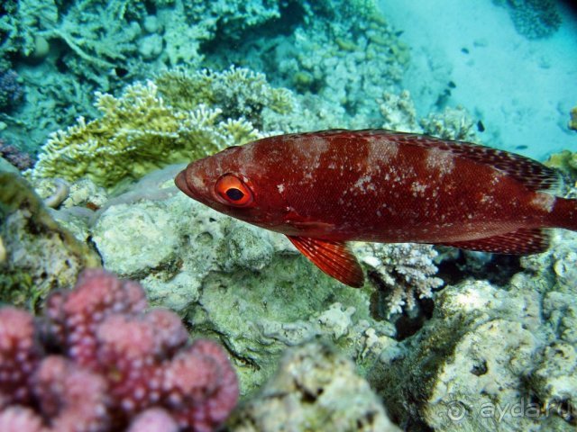 фото Hotel Pure Salt Garonda