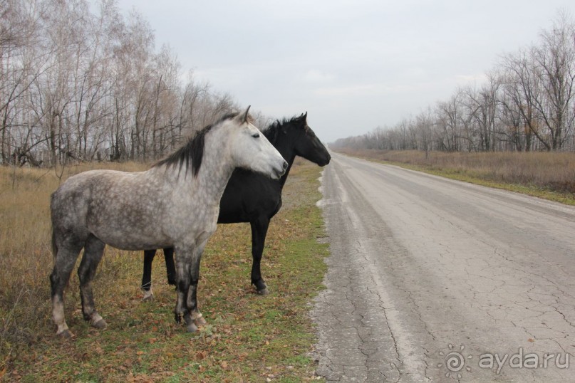 Душевный , спокойный, колоритный отдых на берегу Волги!!!