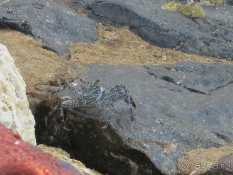 Хороший коралл, потенциально отличный отель