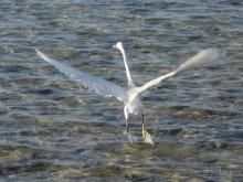 Хороший коралл, потенциально отличный отель