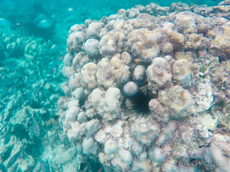 Доминикана - это рай! Отель Barcelo Bavaro Palace Deluxe