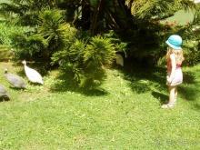 Гоняем цесарок :)