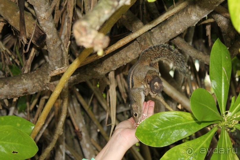 Отдых в отеле Villa okean view в Шри-Ланке и экскурсии.