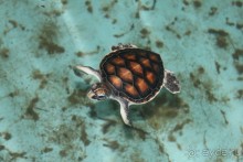 Отдых в отеле Villa okean view в Шри-Ланке и экскурсии.