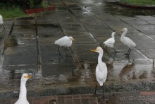 Отдых в отеле Villa okean view в Шри-Ланке и экскурсии.