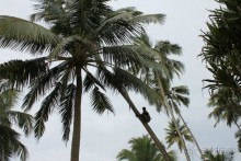 Отдых в отеле Villa okean view в Шри-Ланке и экскурсии.