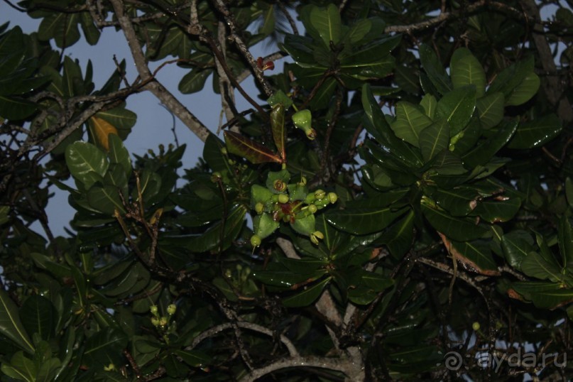 Отдых в отеле Villa okean view в Шри-Ланке и экскурсии.