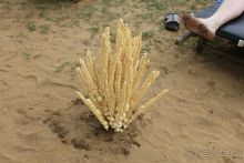 Отдых в отеле Villa okean view в Шри-Ланке и экскурсии.