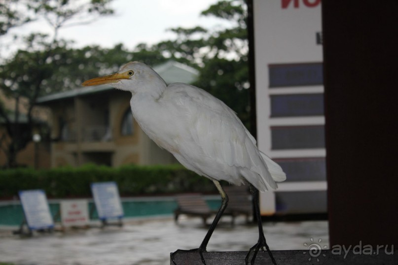 Отдых в отеле Villa okean view в Шри-Ланке и экскурсии.