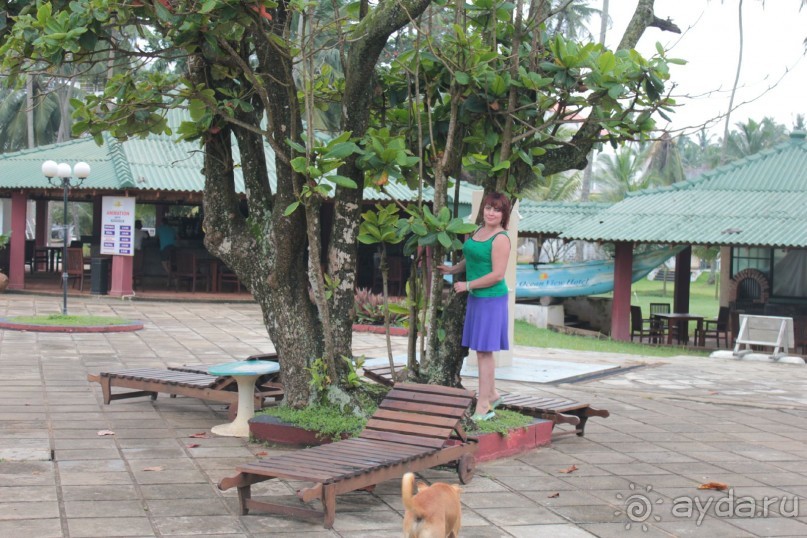 Отдых в отеле Villa okean view в Шри-Ланке и экскурсии.