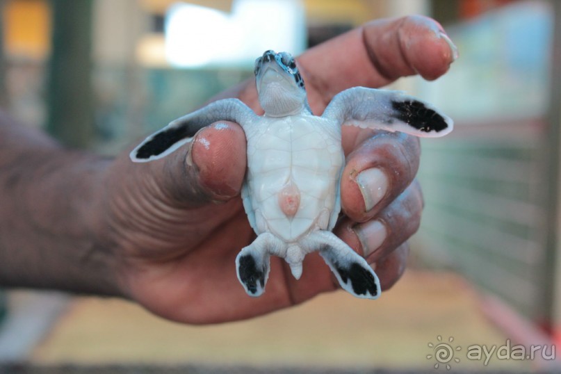 Отдых в отеле Villa okean view в Шри-Ланке и экскурсии.