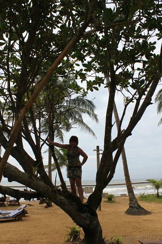 Отдых в отеле Villa okean view в Шри-Ланке и экскурсии.