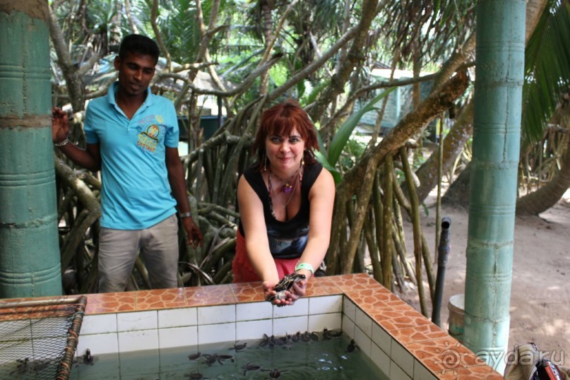 Отдых в отеле Villa okean view в Шри-Ланке и экскурсии.