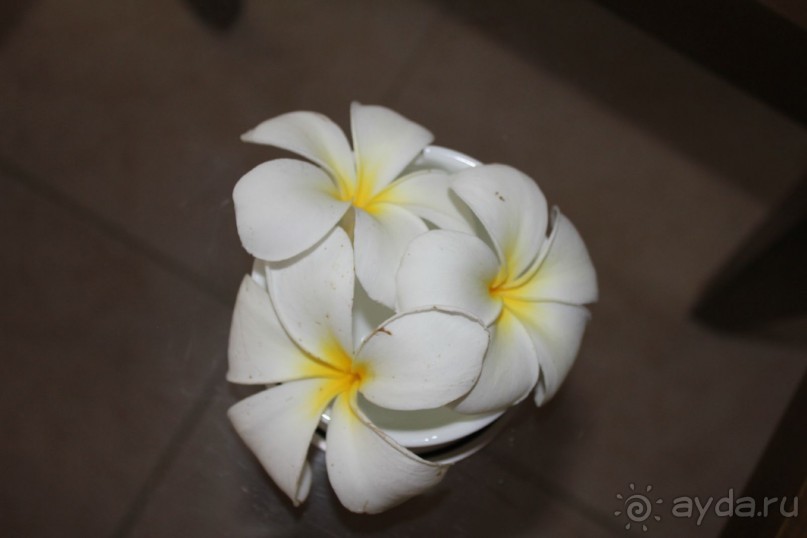 Отдых в отеле Villa okean view в Шри-Ланке и экскурсии.