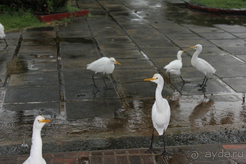 Отдых в отеле Villa okean view в Шри-Ланке и экскурсии.