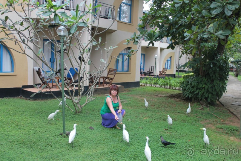 Отдых в отеле Villa okean view в Шри-Ланке и экскурсии.