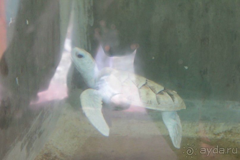 Отдых в отеле Villa okean view в Шри-Ланке и экскурсии.