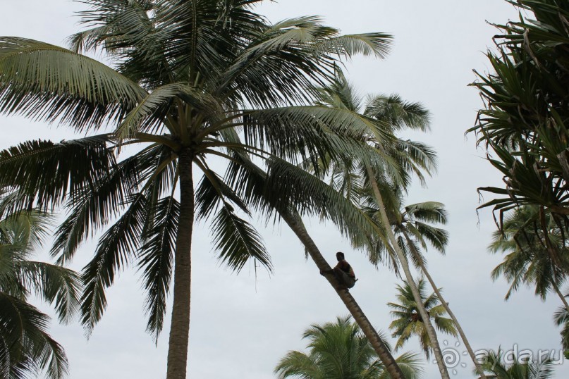 Отдых в отеле Villa okean view в Шри-Ланке и экскурсии.