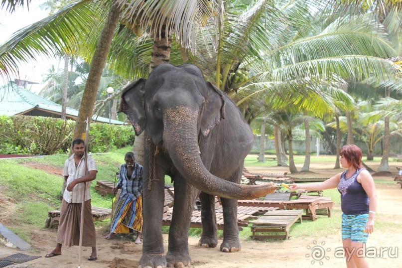 Отдых в отеле Villa okean view в Шри-Ланке и экскурсии.