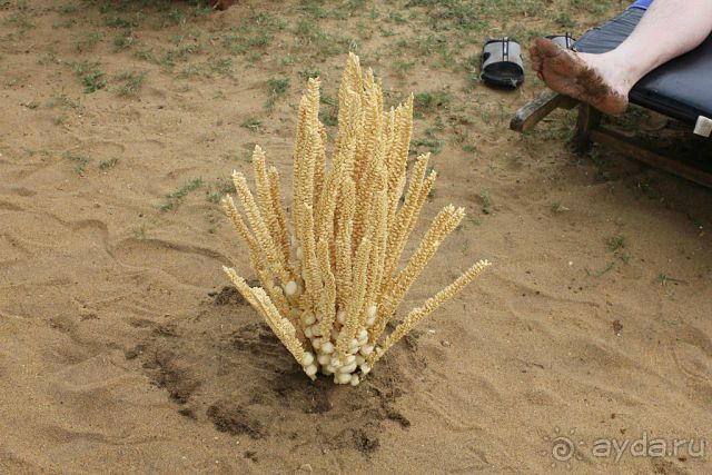 Отдых в отеле Villa okean view в Шри-Ланке и экскурсии.