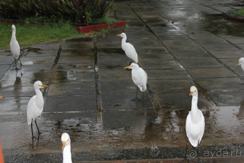 Отдых в отеле Villa okean view в Шри-Ланке и экскурсии.