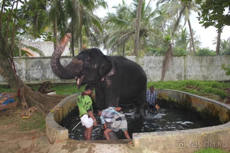 Отдых в отеле Villa okean view в Шри-Ланке и экскурсии.