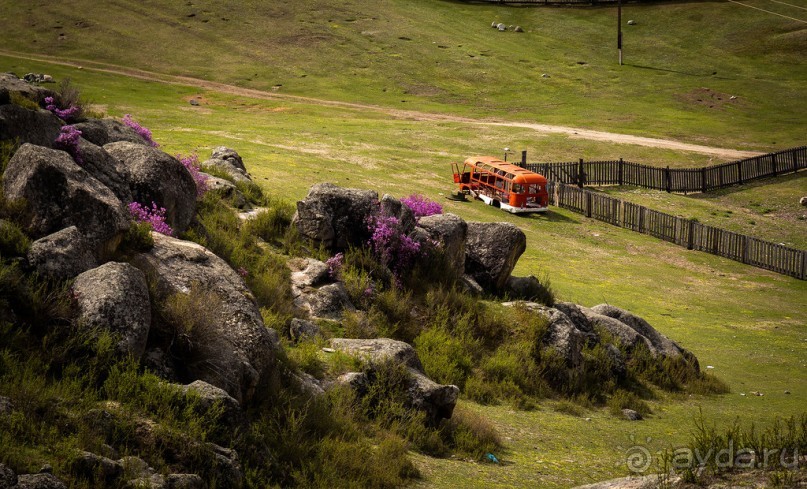 АЛТАЙ - ЦВЕТУЩИЙ МАРАЛЬНИК В НАЧАЛЕ МАЯ 2016 ГОДА