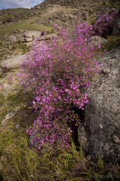 АЛТАЙ - ЦВЕТУЩИЙ МАРАЛЬНИК В НАЧАЛЕ МАЯ 2016 ГОДА