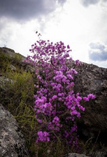 АЛТАЙ - ЦВЕТУЩИЙ МАРАЛЬНИК В НАЧАЛЕ МАЯ 2016 ГОДА