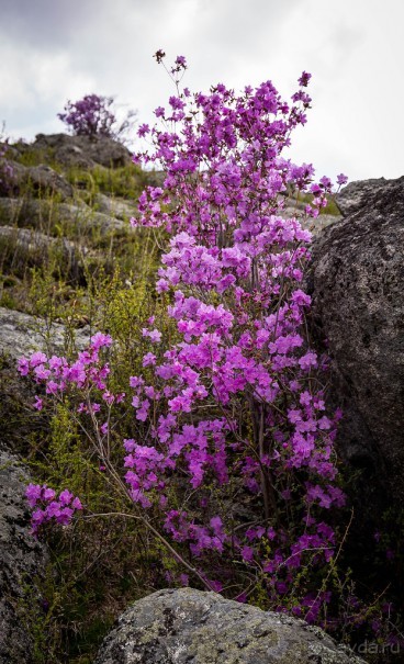 АЛТАЙ - ЦВЕТУЩИЙ МАРАЛЬНИК В НАЧАЛЕ МАЯ 2016 ГОДА
