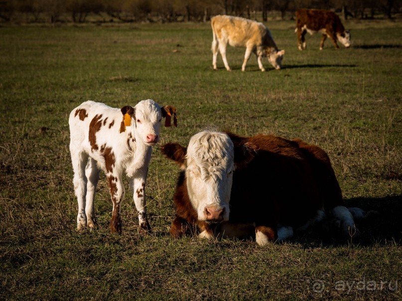 АЛТАЙ - ЦВЕТУЩИЙ МАРАЛЬНИК В НАЧАЛЕ МАЯ 2016 ГОДА