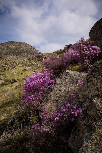 АЛТАЙ - ЦВЕТУЩИЙ МАРАЛЬНИК В НАЧАЛЕ МАЯ 2016 ГОДА