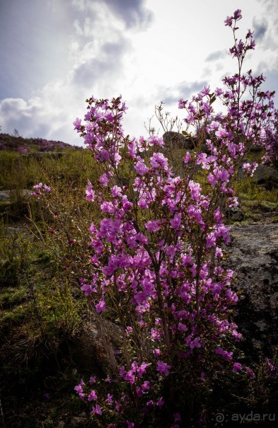 АЛТАЙ - ЦВЕТУЩИЙ МАРАЛЬНИК В НАЧАЛЕ МАЯ 2016 ГОДА