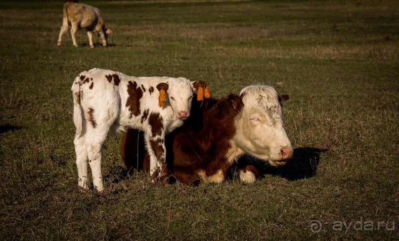 АЛТАЙ - ЦВЕТУЩИЙ МАРАЛЬНИК В НАЧАЛЕ МАЯ 2016 ГОДА