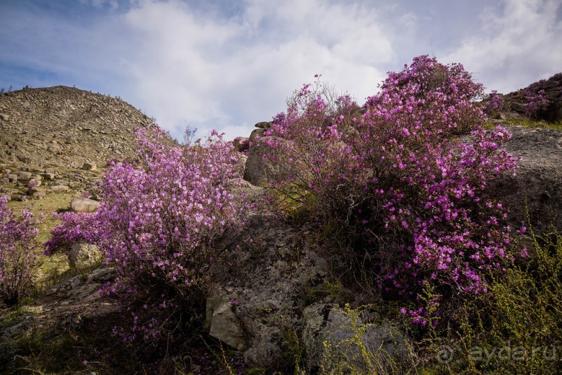 АЛТАЙ - ЦВЕТУЩИЙ МАРАЛЬНИК В НАЧАЛЕ МАЯ 2016 ГОДА
