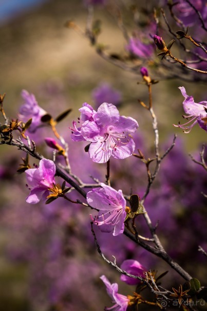 АЛТАЙ - ЦВЕТУЩИЙ МАРАЛЬНИК В НАЧАЛЕ МАЯ 2016 ГОДА