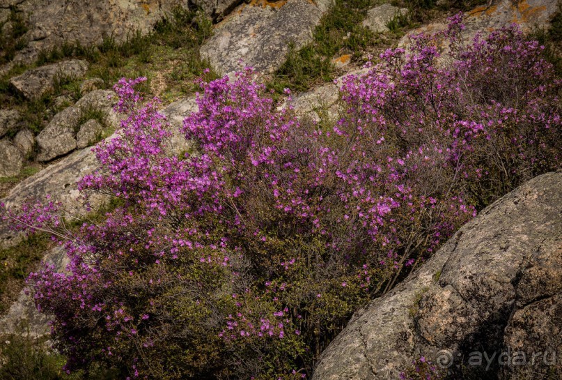 АЛТАЙ - ЦВЕТУЩИЙ МАРАЛЬНИК В НАЧАЛЕ МАЯ 2016 ГОДА