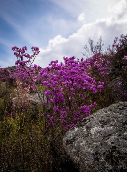 АЛТАЙ - ЦВЕТУЩИЙ МАРАЛЬНИК В НАЧАЛЕ МАЯ 2016 ГОДА