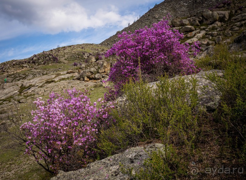 АЛТАЙ - ЦВЕТУЩИЙ МАРАЛЬНИК В НАЧАЛЕ МАЯ 2016 ГОДА
